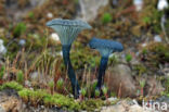 Blauwgroen trechtertje (Omphalina chlorocyanea)