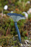 Blauwgroen trechtertje (Omphalina chlorocyanea)