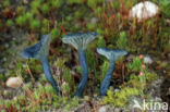 Blauwgroen trechtertje (Omphalina chlorocyanea)