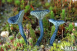 Omphalina chlorocyanea