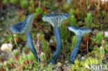 Blauwgroen trechtertje (Omphalina chlorocyanea)