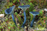 Blauwgroen trechtertje (Omphalina chlorocyanea)