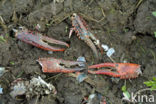 Red swamp crayfish (Procambarus clarkii)