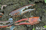 Red swamp crayfish (Procambarus clarkii)