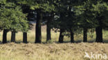 Beech (Fagus sylvatica)