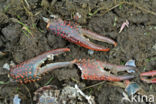 Red swamp crayfish (Procambarus clarkii)