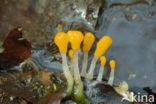 bog beacon (Mitrula paludosa)