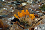 bog beacon (Mitrula paludosa)