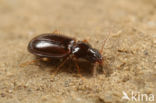 Trechus obtusus