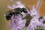 Tuinmaskerbij (Hylaeus hyalinatus)