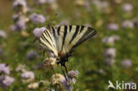 Scarce Swallowtail (Iphiclides podalirius)