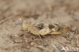 Red-winged Grasshopper (Oedipoda germanica)