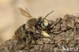 Kustbehangersbij (Megachile maritima)