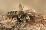 Kustbehangersbij (Megachile maritima)