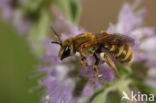 Halictus subauratus