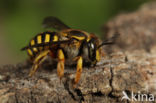 Grote wolbij (Anthidium manicatum)