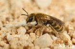 Halictus subauratus