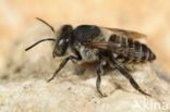 Rotsbehangersbij (Megachile pilidens)