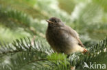 Black Redstart (Phoenicurus ochruros)