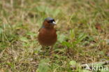 Vink (Fringilla coelebs)