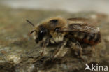 Rotsmetselbij (Osmia villosa)