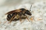 Glanzende bandgroefbij (Lasioglossum zonulum)