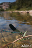 Iberische beekjuffer (Calopteryx xanthostoma)