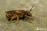 Halictus subauratus