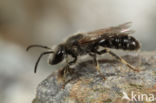 Lasioglossum leucozonium