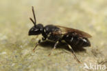 Tuinmaskerbij (Hylaeus hyalinatus)