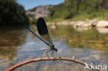 Iberische beekjuffer (Calopteryx xanthostoma)