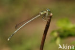 Witte breedscheenjuffer (Platycnemis latipes)