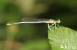 Witte breedscheenjuffer (Platycnemis latipes)