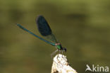 Iberische beekjuffer (Calopteryx xanthostoma)