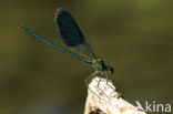 Iberische beekjuffer (Calopteryx xanthostoma)