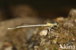 Witte breedscheenjuffer (Platycnemis latipes)