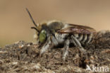 Rotsbehangersbij (Megachile pilidens)