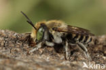 Rotsbehangersbij (Megachile pilidens)