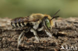 Rotsbehangersbij (Megachile pilidens)