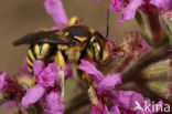 Anthidium septemspinosum