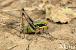 Chabrier s Bush-cricket (Eupholidoptera chabrieri)