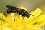 Blauwe ertsbij (Ceratina cyanea)