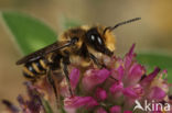 Leafcutter bee (Megachile centuncularis)