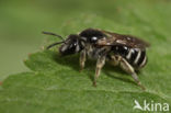 Lasioglossum discum