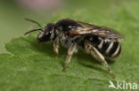 Lasioglossum discum