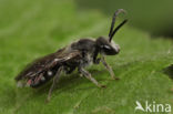 Zesvlekkige groefbij (Lasioglossum sexnotatum)