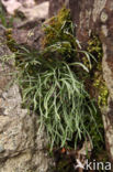 Noordse streepvaren (Asplenium septentrionale)