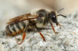 Megachile pyrenaica