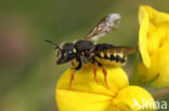 Anthidium lituratum