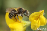 Zwaluwbij (Osmia anthocopoides)